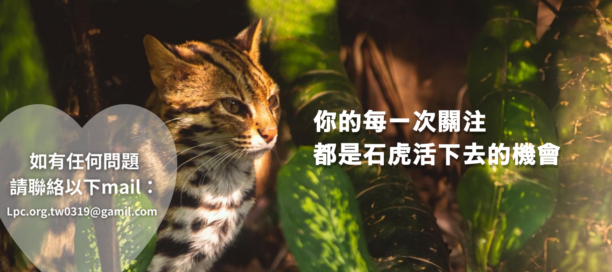 你的每一次關注，都是石虎活下去的機會